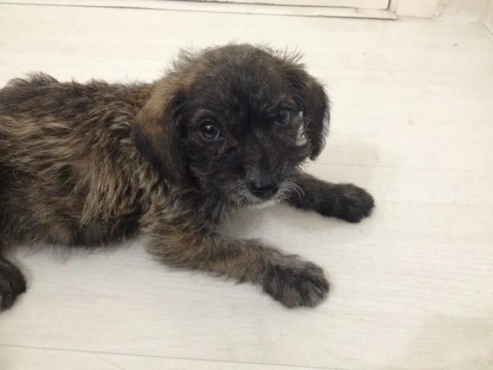 Cachorro ra a SRD idade Abaixo de 2 meses nome FILHOTE DE 40 DIAS