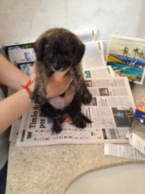 Cachorro raça SRD idade Abaixo de 2 meses nome FILHOTE DE 40 DIAS