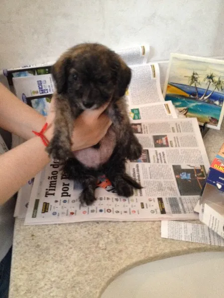Cachorro ra a SRD idade Abaixo de 2 meses nome FILHOTE DE 40 DIAS