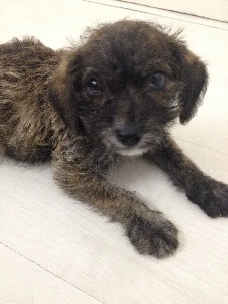 Cachorro ra a SRD idade Abaixo de 2 meses nome FILHOTE DE 40 DIAS
