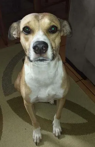 Cachorro raça SRD idade 2 anos nome Marrie