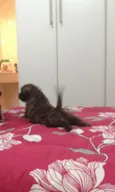 FILHOTE DE 40 DIAS