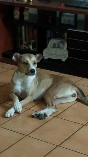 Cachorro raça SRD idade 2 anos nome Marrie