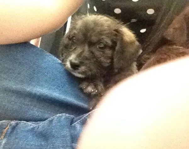 Cachorro ra a SRD idade Abaixo de 2 meses nome FILHOTE DE 40 DIAS