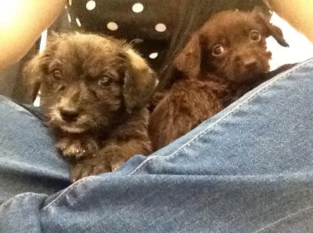 Cachorro ra a SRD idade Abaixo de 2 meses nome FILHOTE DE 40 DIAS
