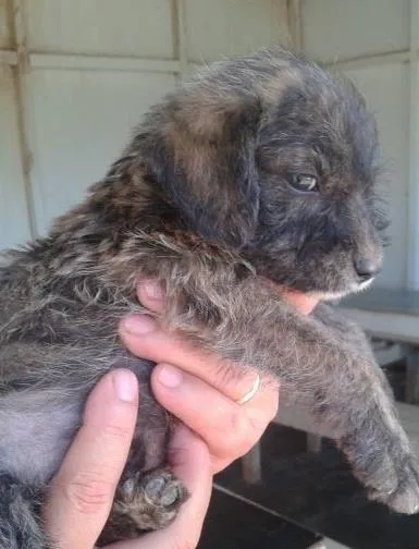 Cachorro ra a SRD idade Abaixo de 2 meses nome FILHOTE DE 40 DIAS