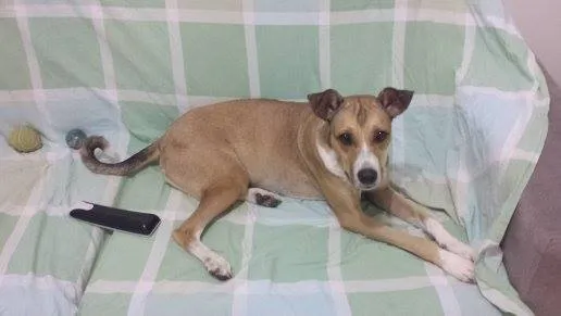 Cachorro raça SRD idade 2 anos nome Marrie