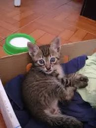 Gato raça SRD idade 2 a 6 meses nome filhotes