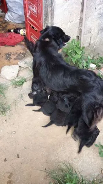 Cachorro ra a Vira Lata idade Abaixo de 2 meses nome Sem nome 