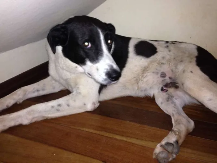 Cachorro ra a SRD lembra Border Collie idade 3 anos nome VACA