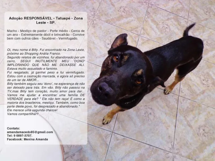 Cachorro ra a SRD idade 1 ano nome Billy