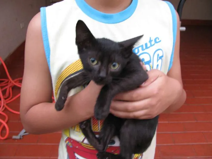 Gato ra a  idade Abaixo de 2 meses nome Sem nome