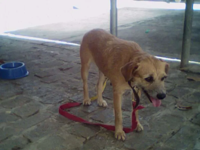 Cachorro raça Vira Lata idade 3 anos nome Chiquinha