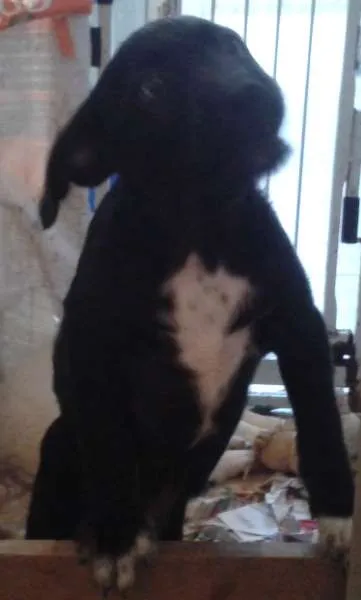 Cachorro raça rnd idade 2 a 6 meses nome Apolo, Átila, Zeus,