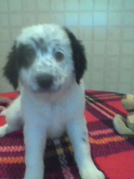 Apolo, Átila, Zeus,