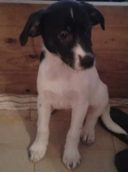 Apolo, Átila, Zeus,