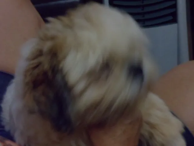 Cachorro ra a llasa idade 1 ano nome ??????