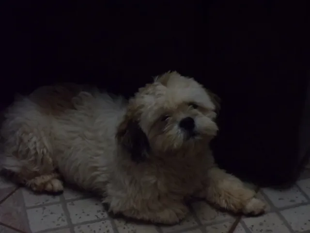 Cachorro ra a llasa idade 1 ano nome ??????