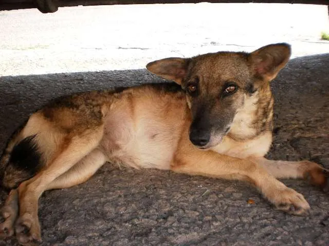 Cachorro raça srd idade  nome não sei