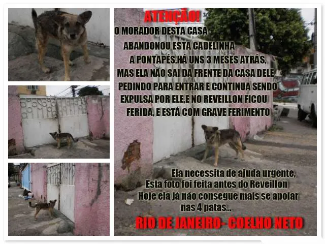 Cachorro raça srd idade  nome não sei