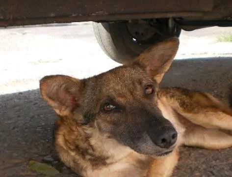 Cachorro raça srd idade  nome não sei