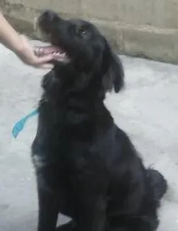 Cachorro ra a Raça Não Defenida idade 7 a 11 meses nome Fumaça