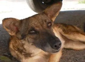 Cachorro raça srd idade  nome não sei