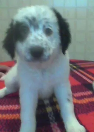 Cachorro raça rnd idade 2 a 6 meses nome Apolo, Átila, Zeus,