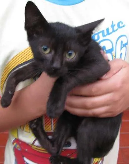 Gato ra a  idade Abaixo de 2 meses nome Sem nome
