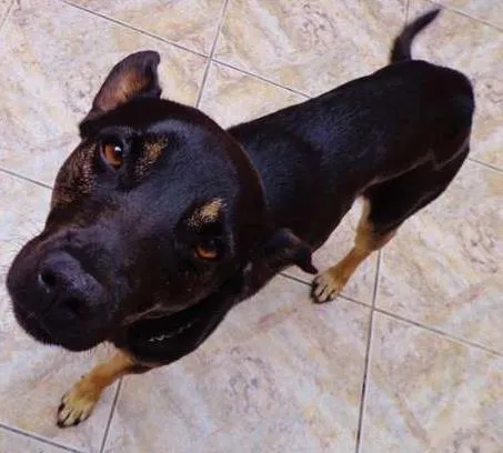 Cachorro ra a SRD idade 1 ano nome Billy