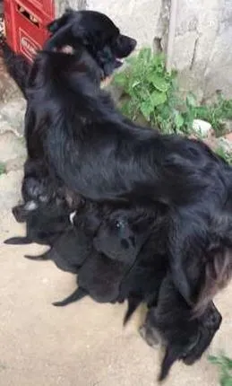 Cachorro ra a Vira Lata idade Abaixo de 2 meses nome Sem nome 