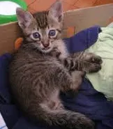 Gato raça SRD idade 2 a 6 meses nome filhotes