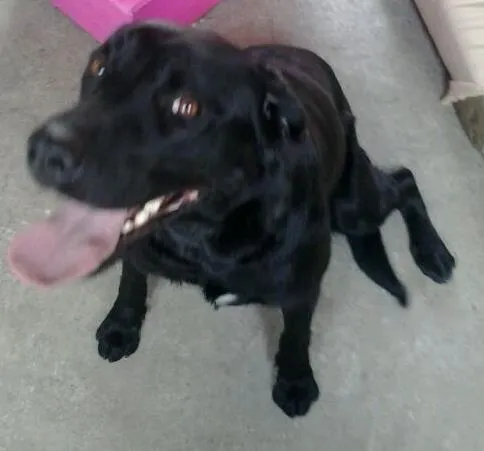 Cachorro ra a Labrador idade 1 ano nome Luna