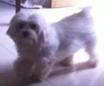 Cachorro raça Maltês idade 1 ano nome Chay