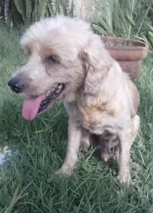 Cachorro raça Cocker idade 6 ou mais anos nome nemo