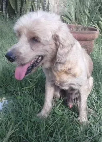 Cachorro raça Cocker idade 6 ou mais anos nome nemo