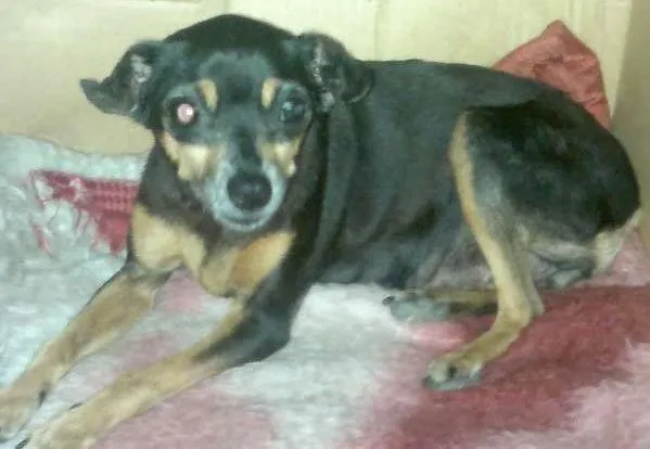 Cachorro ra a Pinscher idade 1 ano nome LINDA