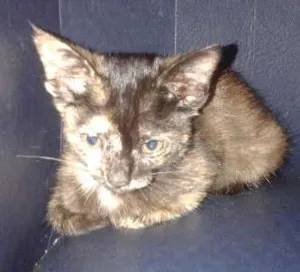 Gato raça SRD idade 2 a 6 meses nome romeu e julieta
