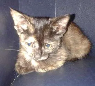 Gato ra a SRD idade 2 a 6 meses nome romeu e julieta