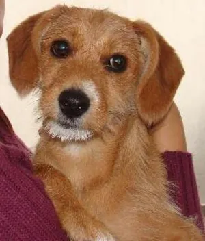 Cachorro raça Vira Lata idade 2 anos nome Pérola