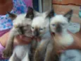 Lindos Gatinhos