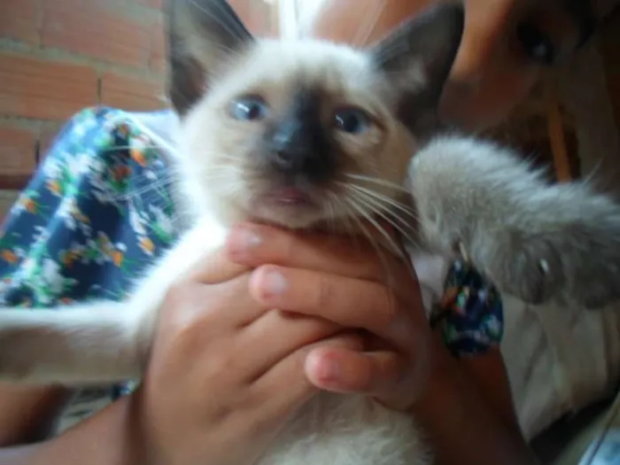 Gato ra a DV idade  nome Lindos Gatinhos