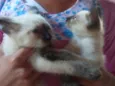 Lindos Gatinhos