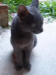 Lindos Gatinhos