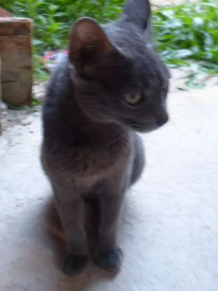 Gato ra a DV idade  nome Lindos Gatinhos