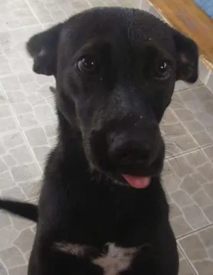 Cachorro raça Vira lata idade 3 anos nome Nina