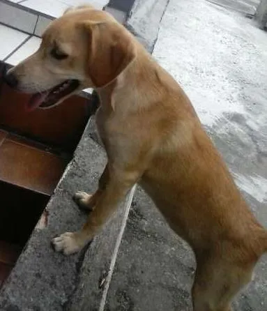 Cachorro ra a SRD idade 2 a 6 meses nome bela