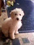 Billy