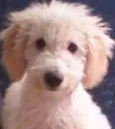 Billy