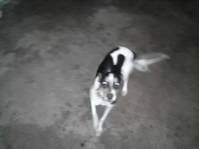 Cachorro raça VIRA LATA idade 7 a 11 meses nome DORA